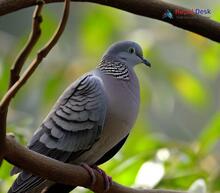 Ashy Wood Pigeon_Columba pulchricollis