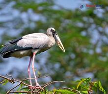 Asian Openbill_Anastomus oscitans