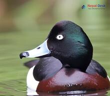 Baer's Pochard_Aythya baeri