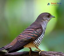 Banded Bay Cuckoo - Cacomantis sonneratii