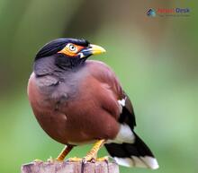 Bank Myna - Acridotheres ginginianus