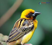 Baya Weaver_Ploceus philippinus