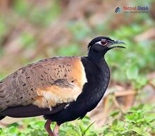 Bengal florican_Houbaropsis bengalensis