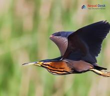 Black Bittern_Ixobrychus flavicollis