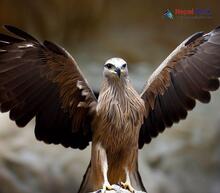 Black Kite - Milvus migrans lineatus