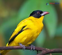 Black-Hooded Oriole_Oriolus xanthornus