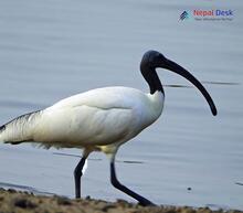 Black-headed Ibis - Threskiornis melanocephalus