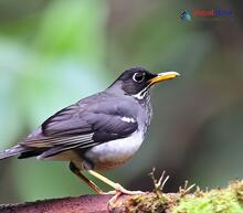 Black-throated Thrush_Turdus atrogularis