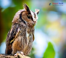 Collared Scops-Owl Otus lettia