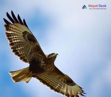 Common Buzzard_Buteo buteo