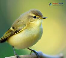 Common Chiffchaff Phylloscopus collybita