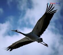 Common crane_Grus grus