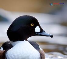 Common Goldeneye_Bucephala clangula