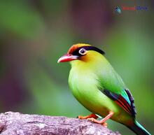 Common Green Magpie_Cissa chinensis