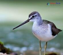 Common Greenshank_Tringa nebularia