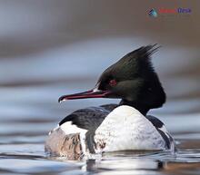 Common Merganser_Mergus merganser