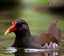 Common Moorhen Gallinula chloropus