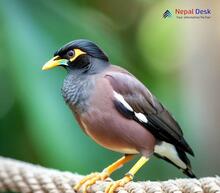 Common Myna Acridotheres tristis