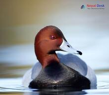 Common Pochard Aythya ferina