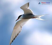 Common Tern_Sterna hirundo