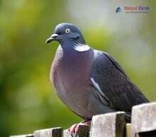 Common Wood Pigeon_Columba palumbus