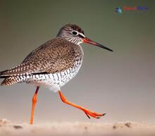 Common redshank Tringa totanus