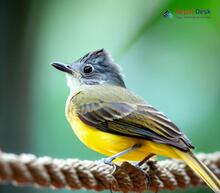 Gray-headed Canary Flycatcher - Culicicapa ceylonensis