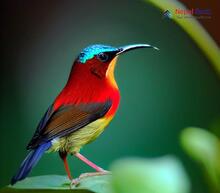 Green-tailed Sunbird - Aethopyga nipalensis