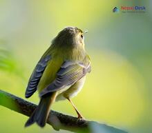 Greenish Warbler - Phylloscopus trochiloides