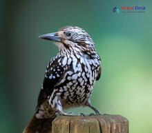 Large Spotted Nutcracker - Nucifraga multipunctata