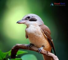 Large Woodshrike - Tephrodornis gularis