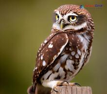 Little owl_Athene noctua