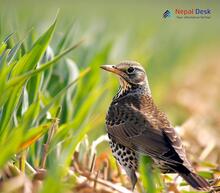 Mistle Thrush_Turdus viscivorus