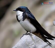 Nepal House Martin_Delichon nipalense