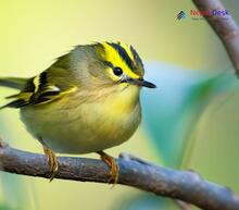 Pallas's Leaf Warbler_Phylloscopus proregulus