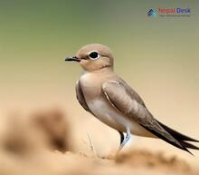 Small Pratincole_Glareola lactea