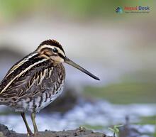 Solitary Snipe - Gallinago solitaria