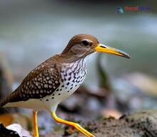 Spotted Sandpiper - Actitis macularius