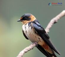 Striated Swallow - Cecropis striolata