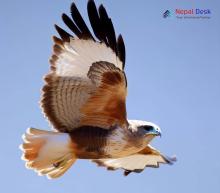 Swainson's Hawk - Buteo swainsoni