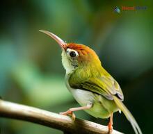 Common Tailorbird_Orthotomus sutorius