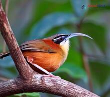 The Slender-billed Scimitar-babbler - Pomatorhinus superciliaris