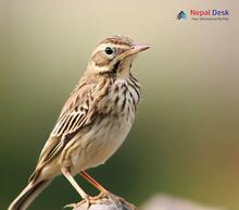 Upland Pipit - Anthus sylvanus