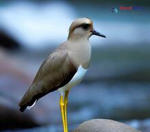 White-tailed Lapwing_Vanellus leucurus