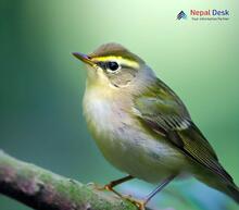 Yellow-browed Warbler_Phylloscopus inornatus