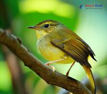 Aberrant Bush Warbler_Horornis flavolivaceus