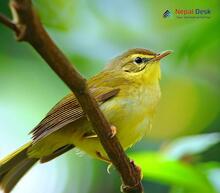 Aberrant Bush Warbler_Horornis flavolivaceus