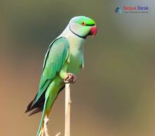 Alexandrine Parakeet_Psittacula eupatria