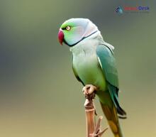 Alexandrine Parakeet_Psittacula eupatria