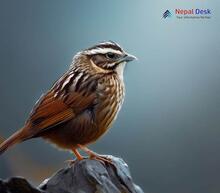 Altai Accentor_Prunella himalayana